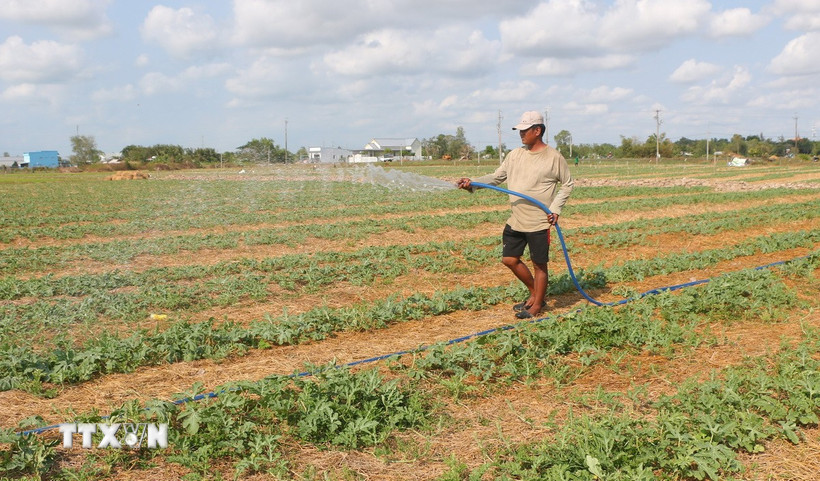 Anh Thạch Giàu tại xã Thạnh Phú, Mỹ Xuyên, tỉnh Sóc Trăng chuyển đổi 6.000m2 đất lúa sang trồng dưa hấu (tiết kiệm nước) trong mùa hạn, mặn xâm nhập. (Ảnh: Tuấn Phi/TTXVN)