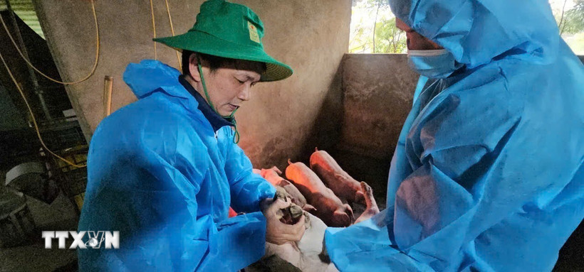 Cơ quan chức năng tiến hành tiêu hủy lợn bệnh để ngăn chặn lây lan dịch lở mồm long móng. (Ảnh TTXVN phát)