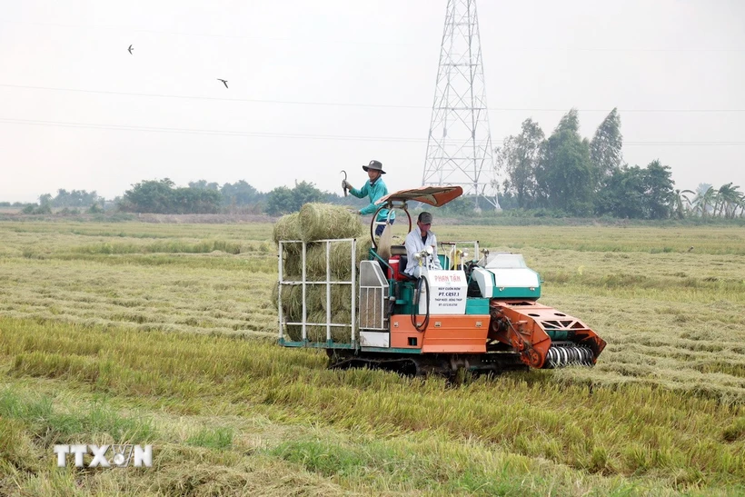 Rơm trên đồng được cuộn để tái sử dụng trong trồng nấm - mô hình kinh tế tuần hoàn giúp giảm phát thải khí nhà kính hiệu quả. (Ảnh: Thu Hiền/TTXVN)