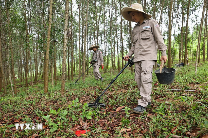 Rà phá, bom mìn đem lại đất sản xuất cho nhân dân Quảng Trị. (Ảnh: Minh Đức/TTXVN)