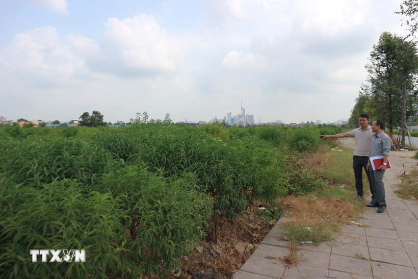 Đất nông nghiệp công ích của phường Dương Nội, quận Hà Đông, thành phố Hà Nội, nằm xen kẽ với đất nông nghiệp của các hộ dân. (Ảnh Mạnh Khánh/TTXVN)