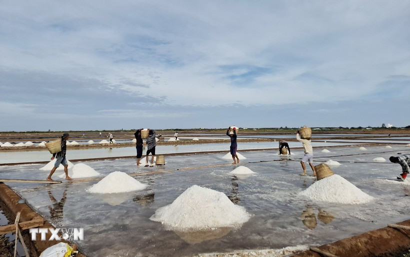 Diêm dân huyện Đông Hải, thủ phủ muối tỉnh Bạc Liêu, thu hoạch muối niên vụ 2025. (Ảnh: Chanh Đa/TTXVN)