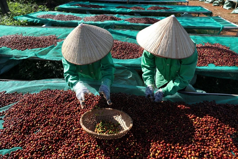 Nhân công loại bỏ trái càphê xanh để đảm bảo nguyên liệu làm càphê đặc sản. (Ảnh: Tuấn Anh/TTXVN)