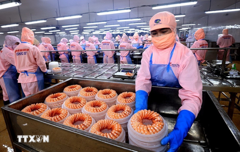 Đóng gói mặt hàng tôm xuất khẩu tại Công ty Cổ phần Tập đoàn Thủy sản Minh Phú, tỉnh Hậu Giang. (Ảnh: Tuấn Anh/TTXVN)