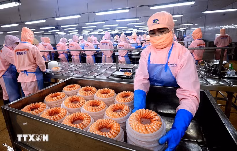 Đóng gói mặt hàng tôm xuất khẩu tại Công ty Cổ phần Tập đoàn Thủy sản Minh Phú, tỉnh Hậu Giang. (Ảnh: Tuấn Anh/TTXVN)