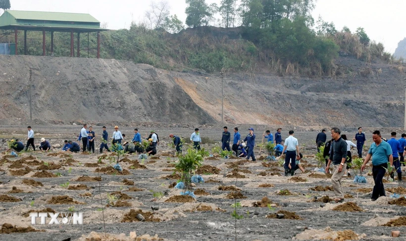 Huyện Ba Chẽ sẽ trồng tập trung khoảng 5.000ha. (Ảnh minh họa: Văn Đức/TTXVN)