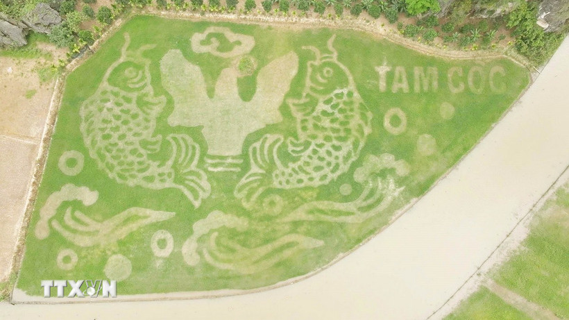 Tạo hình bức tranh "Cá chép vượt vũ môn" trên cánh đồng lúa vàng Tam Cốc, thành phố Hoa Lư, tỉnh Ninh Bình. (Ảnh: TTXVN phát)