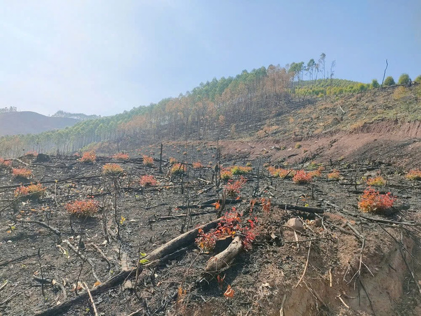 Một khoảnh rừng ở thôn Vĩnh Hồng, xã Lục Sơn, huyện Lục Nam, bị người dân chặt phá, trồng cây bạch đàn. (Nguồn: báo Bắc Giang)