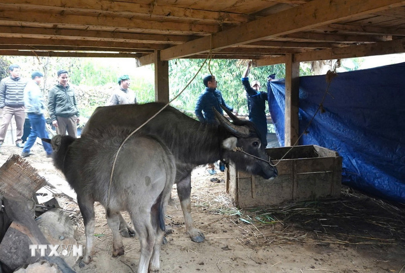 Để bảo vệ đàn vật nuôi, người dân xã Mồ Dề, huyện Mù Cang Chải, tỉnh Yên Bái, đã dùng bạt che kín khu chuồng nuôi, tránh gió lùa, thường xuyên giữ khu chăn nuôi khô ráo. (Ảnh: Tuấn Anh/TTXVN)