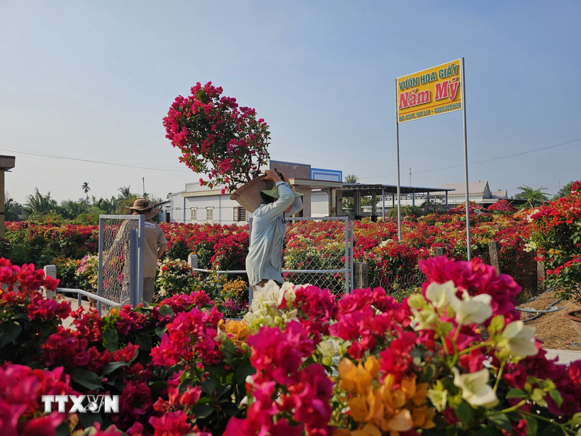 Người dân vận chuyển hoa giấy phục vụ thị trường Tết Ất Tỵ 2025. (Ảnh: Chương Đài/TTXVN)