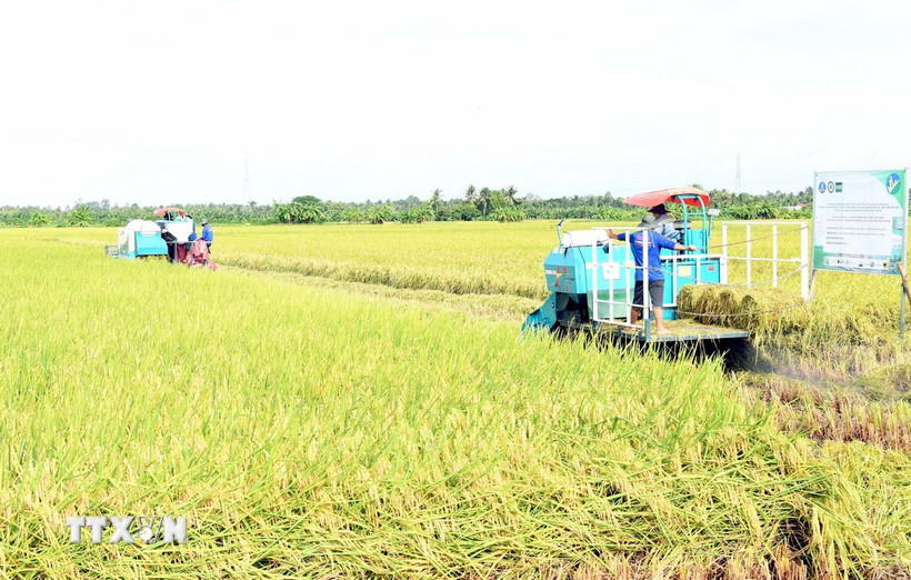 Thu hoạch lúa tại mô hình Đề án 1 triệu hecta lúa chất lượng cao. (Ảnh: Trung Hiếu/TTXVN)