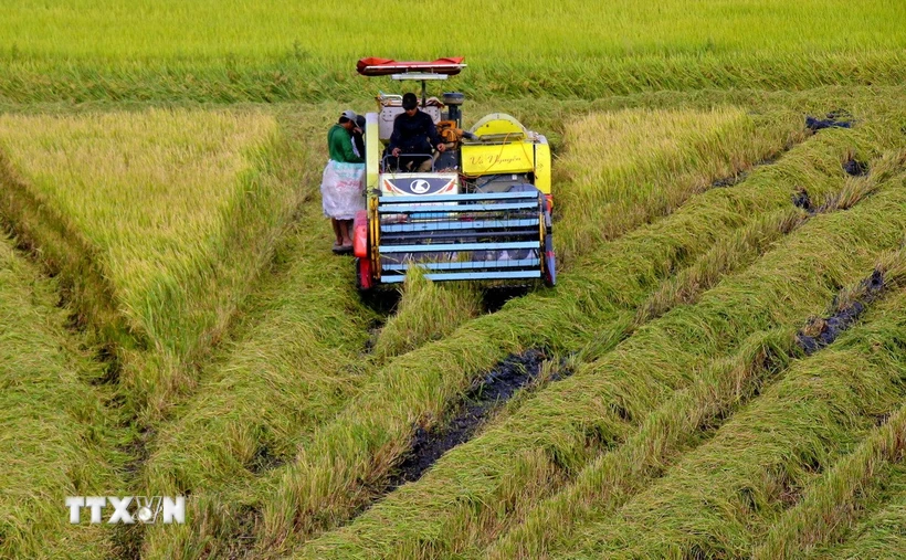 Thu hoạch lúa Đông Xuân sớm tại huyện Vị Thủy, tỉnh Hậu Giang. (Ảnh: Duy Khương/TTXVN)