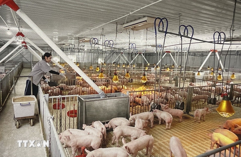 Kiểm tra phần ăn của đàn lợn. (Ảnh minh họa: Hồng Nhung/TTXVN)