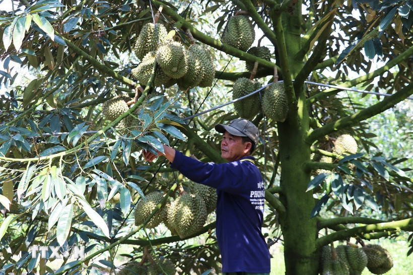 Ông Nguyễn Văn Tuấn, xã Mỹ Tân, huyện Cái Bè chăm sóc vườn sầu riêng Mongthong. (Ảnh: Hữu Chí/TTXVN)