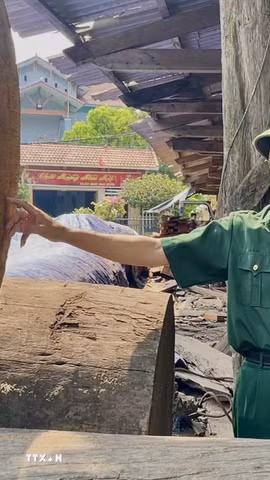 Cựu chiến binh Trần Văn Phú (ở thôn Thanh Khê, xã Bắc Trạch, tỉnh Quảng Trị) là một trong những điển hình tiêu biểu về phát triển kinh tế và tích cực trong các hoạt động sẻ chia vì cộng đồng. (Ảnh: Võ Dung/TTXVN)