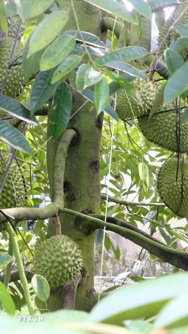 Cây sầu riêng nghịch vụ, sai trái trong vườn của ông Cao Văn Tấn, ấp Bình Thành, xã Thoại Sơn, tỉnh An Giang. (Ảnh: Công Mạo/TTXVN)