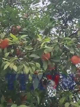 "Phố cam" độc lạ ở tỉnh Blida của Algeria