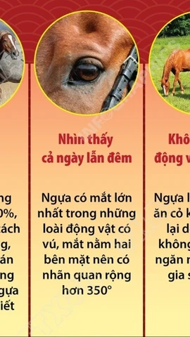 Những điều thú vị về loài ngựa