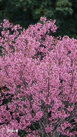 Những chùm hoa lung linh khoe sắc, tạo nên một bức tranh thiên nhiên tuyệt đẹp trên mảnh đất Mù Cang Chải. (Ảnh: Tuấn Anh/TTXVN)