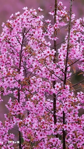 Hoa Tớ Dày khoe sắc hồng ở vùng cao