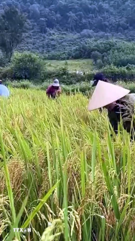 Giá lúa giảm, ngành nông nghiệp nêu các giải pháp hỗ trợ nông dân. (Ảnh: Tá Chuyên/TTXVN)