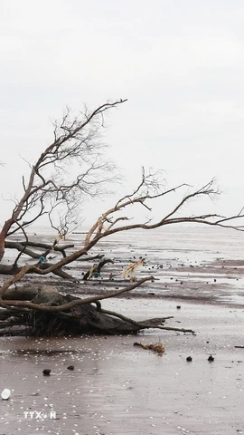 Đai rừng phòng hộ biển Gò Công trước kia dày vài chục mét, nay bị sóng biển làm xói lở nghiêm trọng. (Ảnh: Hữu Chí/TTXVN)