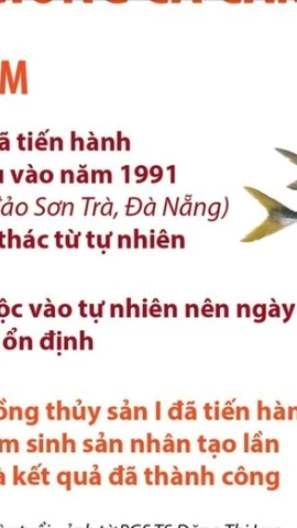 Việt Nam là nước đầu tiên trên thế giới sinh sản thành công giống cá cam 