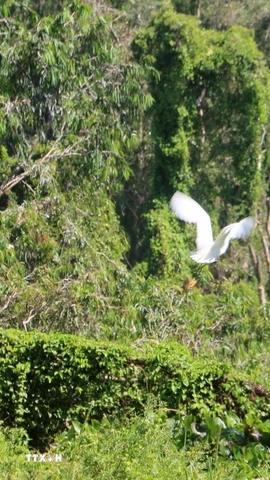 Rừng tràm Trà Sư có hệ động vật phong phú, với 70 loài chim thuộc 13 bộ và 31 họ, có 2 loài chim được ghi trong Sách Đỏ Việt Nam. (Ảnh: Công Mạo/TTXVN)