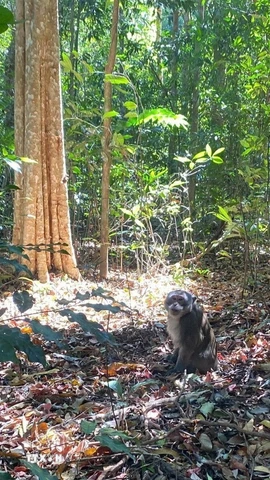 Bộ phận Cứu hộ và Bảo tồn của Vườn Quốc gia Bù Gia Mập tái thả con khỉ về môi trường tự nhiên. (Ảnh: TTXVN phát)