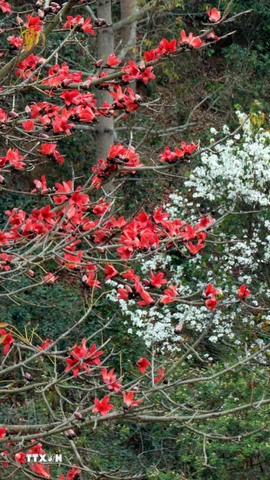 Sắc đỏ của hoa gạo và màu trắng của hoa Ban tạo nên bức tranh thiên nhiên vừa rực rỡ, vừa mềm mại. (Ảnh: Trung Kiên/TTXVN)