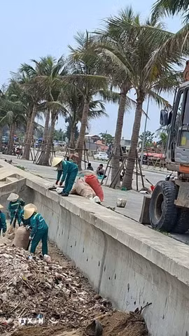Công nhân công ty Môi trường đang khẩn trương thu gom, tập kết cành cây, gốc cây lại thành các đống lớn trên bãi cát. (Ảnh: Hoa Mai/TTXVN)