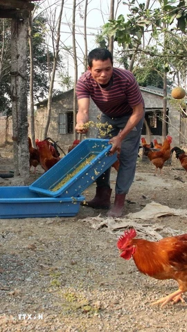 Người dân sử dụng thức ăn có phối trộn đế đông trùng hạ thảo, dược liệu bổ sung dinh dưỡng cho gà ăn. (Ảnh: Nguyễn Lành/TTXVN)