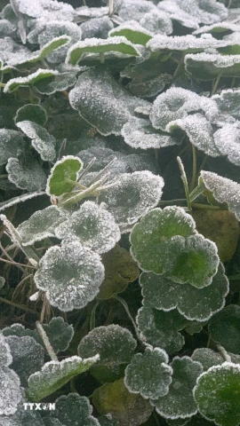Nhiệt độ giảm sâu xuống dưới 0°C, có thời điểm xuống dưới âm 5°C, khiến băng giá xuất hiện dày đặc trên cây cối, thảm cỏ. (Ảnh: TTXVN phát)