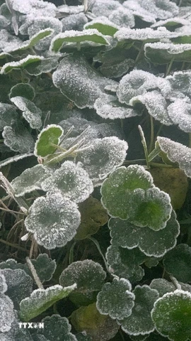 Xuất hiện băng giá tại miền Tây Nghệ An