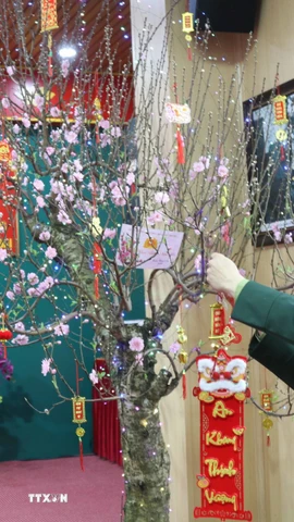 Cán bộ, chiến sỹ Đồn Biên phòng Cửa khẩu quốc tế Hữu Nghị (Lạng Sơn) chăm sóc, trang trí cây đào Tết tại đơn vị. (Ảnh: Quang Duy/TTXVN)