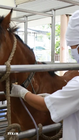 Ngựa được nhân viên ở Trại chăn nuôi Suối Dầu thực hiện quy trình lấy máu, phục vụ công tác tách chiết huyết thanh. (Ảnh: Phan Sáu/ TTXVN)
