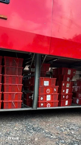 Các lực lượng chức năng phát hiện 112 kiện hàng bên trong chứa 676 cá thể Rắn hổ mang (loại một mắt kính) tổng trọng lượng là 924,2kg trái phép. (Ảnh: TTXVN phát)