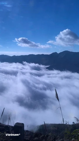Thiên đường mây Tà Xùa. (Ảnh: Hồng Hạnh/Vietnam+)