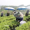 Bà con Tổ hợp tác sản xuất chè hữu cơ thị trấn Sông Cầu, huyện Đồng Hỷ thu hái chè. (Ảnh: Vietnam+)
