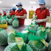 Đóng gói, bảo quản sản phẩm bưởi da xanh xuất khẩu ở nhà máy của Công ty Vina T&T Group Bến Tre, tỉnh Vĩnh Long. (Ảnh: Vũ Sinh/TTXVN)