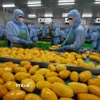 Chế biến sản phẩm xoài xuất khẩu tại nhà máy của Công ty B'LaoFood (thành phố Bảo Lộc, tỉnh Lâm Đồng). (Ảnh: Vũ Sinh/TTXVN)