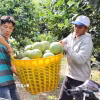 Vận chuyển bưởi lên xe đưa về điểm tập kết, phục vụ đóng gói xuất khẩu sang các thị trường quốc tế. (Ảnh: Hoàng Nhị/TTXVN)