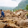 Người dân tranh thủ chặt củi mang về nhà. (Ảnh: Nguyễn Oanh/TTXVN)