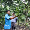 Ông Huỳnh Văn Hiếu, Chủ nhiệm Hội quán bưởi da xanh Mỹ Phú, phường Mỹ Phong, tỉnh Đồng Tháp, chia sẻ kinh nghiệm sản xuất bưởi đạt chuẩn xuất khẩu. (Ảnh: Hữu Chí/TTXVN)