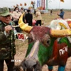 Các hoạ sỹ đang hoàn thiện vẽ trang trí trên trâu. (Ảnh: Trần Việt/TTXVN)