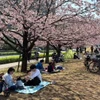 Hanami - Điểm đến của mùa Xuân Nhật Bản