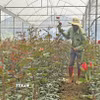 Giá hoa hồng Đà Lạt đã giảm mạnh sau thời điểm lễ 8/3 vừa qua. (Ảnh: Nguyễn Dũng/TTXVN)