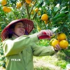Người dân xã Can Lộc (Hà Tĩnh) thu hoạch cam. (Ảnh: Hữu Quyết/TTXVN)