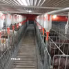 Một mô hình chăn nuôi công nghệ cao tại Gia Lai. (Ảnh: Hồng Điệp/TTXVN)