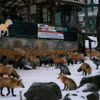 Làng Cáo (Fox Village) nằm ở núi Zao, tỉnh Miyagi, phía Đông Bắc Nhật Bản, là nơi sinh sống của hàng trăm chú cáo. (Ảnh: Xuân Giao/TTXVN)